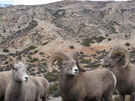 Bighorn Sheep just off the road in the South District