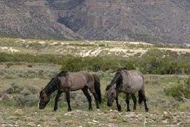 Wild Horses
