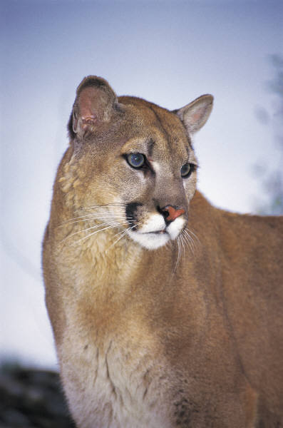 Mountain Lions - Bighorn Canyon National Recreation Area (U.S. National