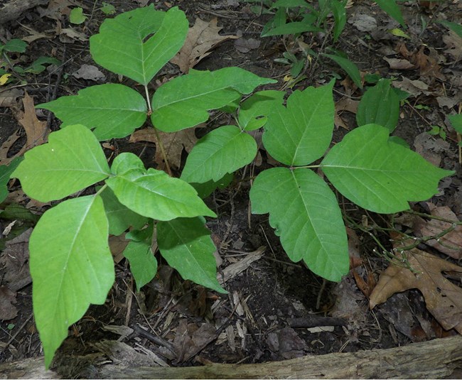 A poison ivy plant with bright green leaves against the tawny forest floor.