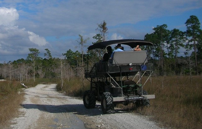 People driving a swamp buggy along a gravel trail through scattered pine trees.