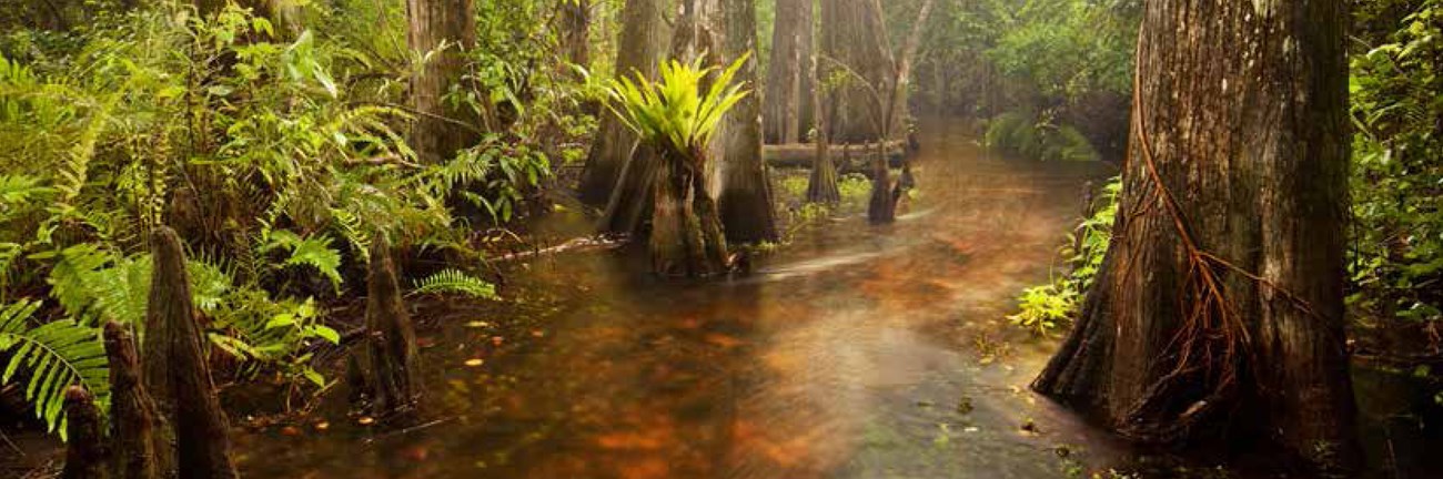 A submerged trail through cypress trees and ferns.