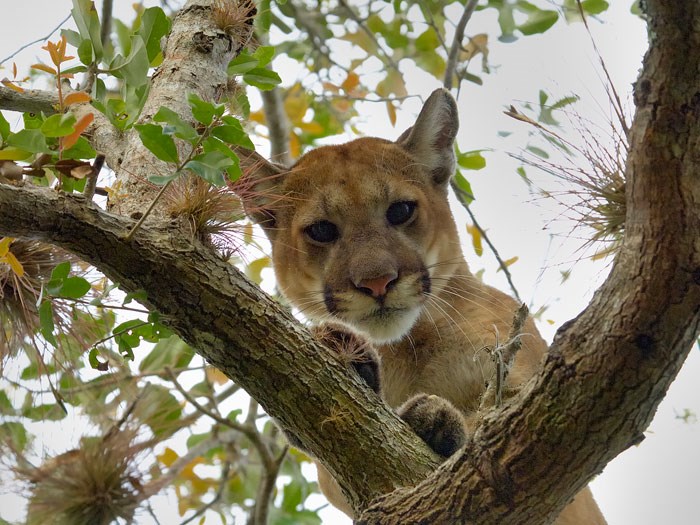 A florida panther stares down from the branches of a tree.