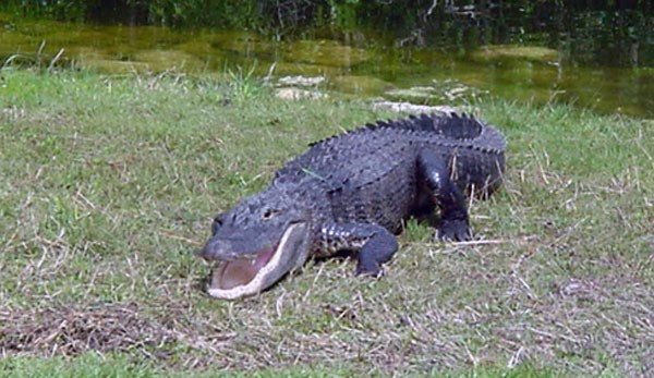 An american alligator basks in the sun on a patch of grass. Its mouth is open.
