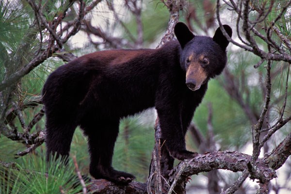 A Florida black bear stands in the boughs of a pine tree.