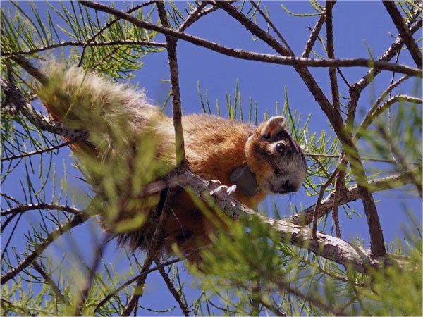 A fox squirrel with a gps collar sits in a pine tree.