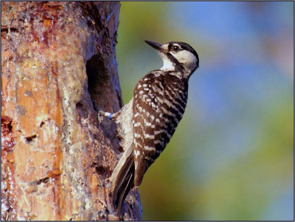 A red cockaded woodpecker perches near a hole in a tree.