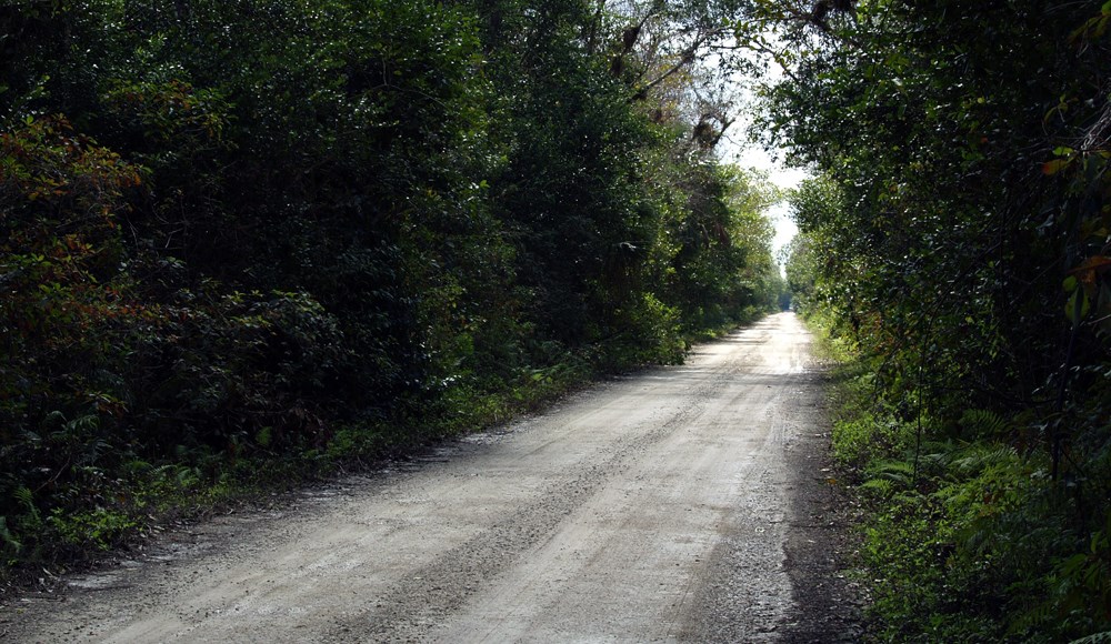 Thomas Mitchell Park Loop