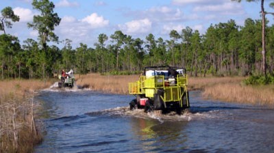 buggy in preserve