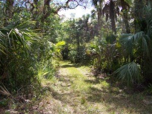 A trail leading into thick vegetation.