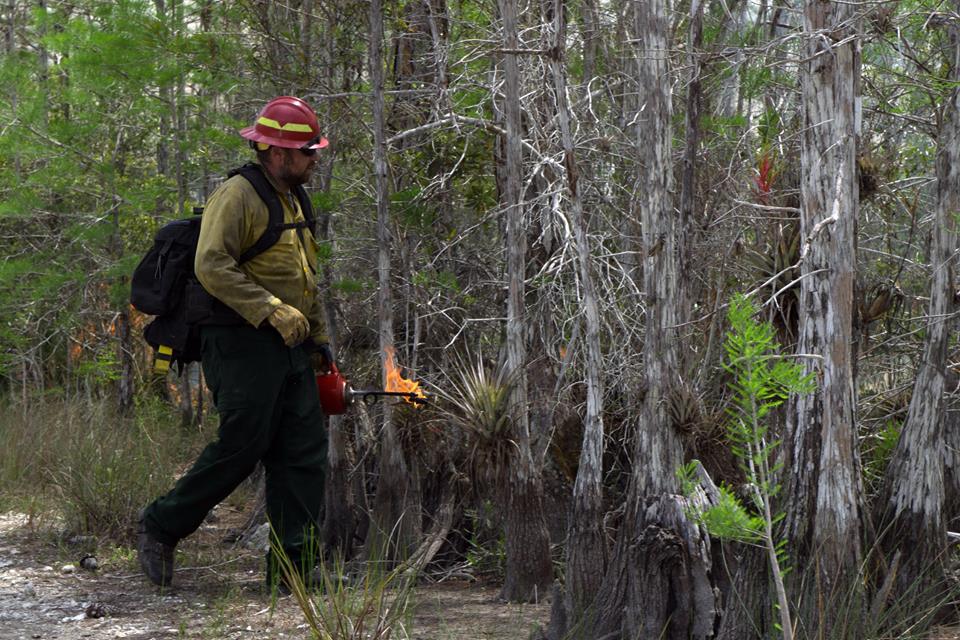 Back-burn on the 2017 Parliament Fire Back-burn on the 2017 Parliament Fire