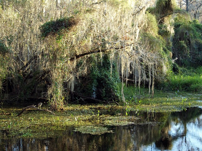 Cypress swamp, 'gator hole, pond surrounded by Spanish moss-draped cypress trees