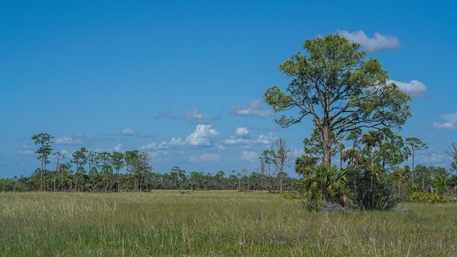 grassy foreground with trees and blue sky in the background