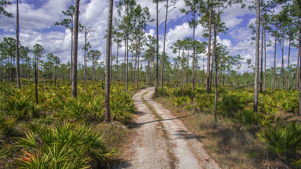 a two track dirt trail through palms and trees