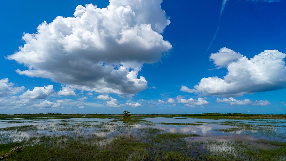 Blue sky and clouds over a grassy swamp