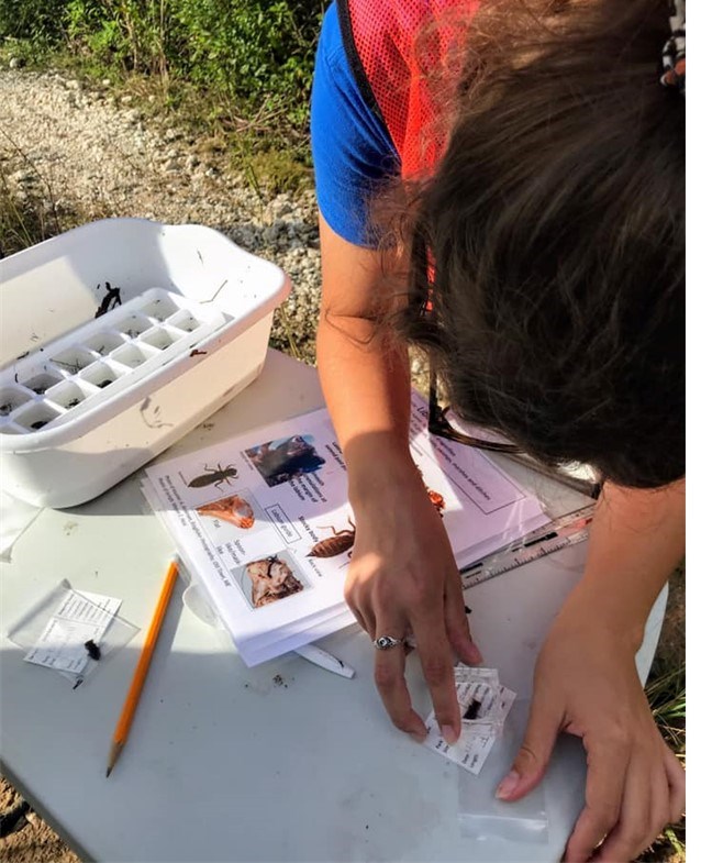 A student wearing an orange visibility vest leans over a table looking at an insect. A container holding additional insects lies on the table next to them, along with a ruler, identification guide, and other scientific tools.