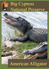 A trading card featuring two american alligators basking with their mouths open.