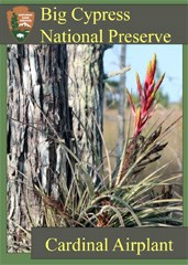 A trading card featuring a blooming cardinal airplant.