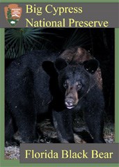 A trading card featuring a black bear in the dark near palms.
