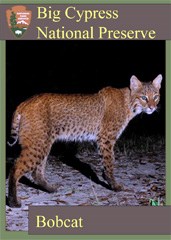 A trading card featuring a bobcat standing in the dark.