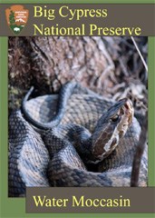 A trading card featuring a coiled water moccasin.