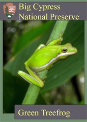 A trading card featuring a green tree frog holding onto a plant stem.