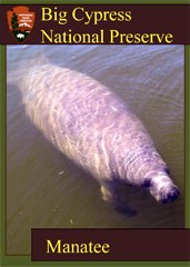 A trading card featuring a manatee coming up for air.