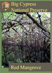 A trading card featuring a tangled grove of red mangroves.