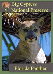 A trading card featuring a Florida panther laying in a tree.