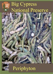 A trading card featuring a mass of periphyton.