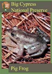 A trading card featuring a pig frog among fallen pine needles.