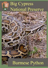 A trading card featuring coiled burmese python.