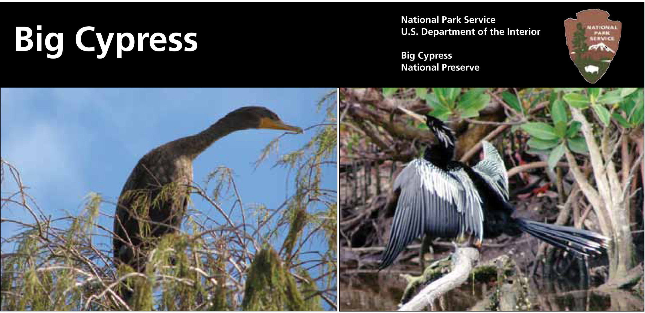 01052010 Anhinga final lo res-1
