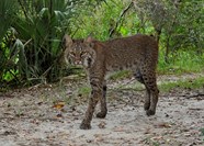Bobcat Big Cypress National Preserve U S National Park Service 