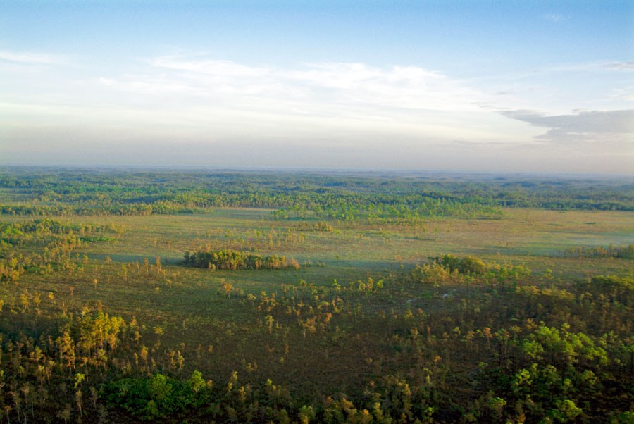 An aerial view of Big Cypress National Preserve vegetation featuring cypress domes interspersed with grassy wetlands.