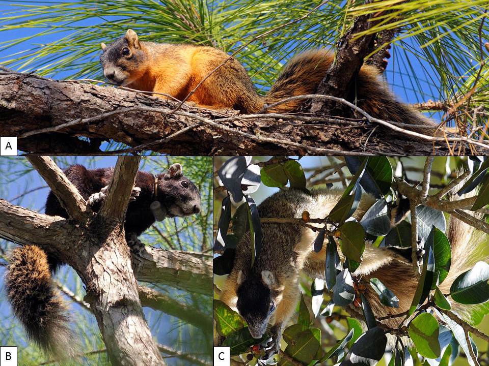 Big Cypress Fox Squirrel Big Cypress National Preserve U S