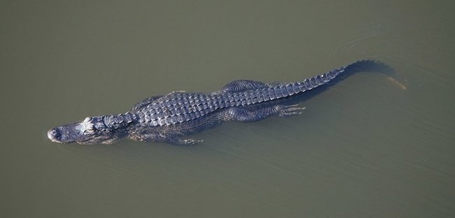 An American alligator swimming