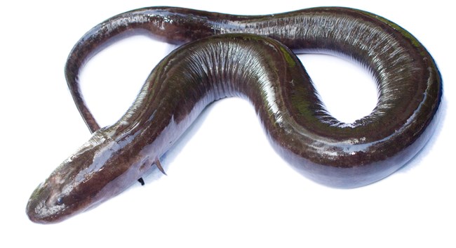 A Two-toed Amphiuma against a white background