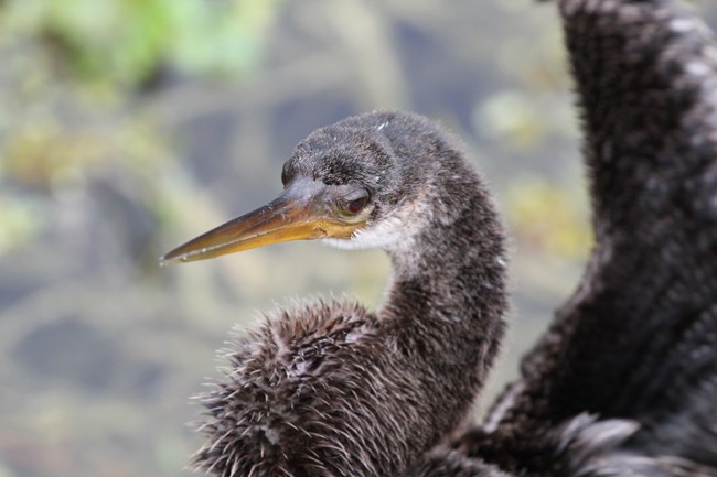 Anhinga at KS by Dave Gates