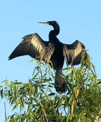 A male Anhinga sitting in the top of a tree with wings outstretched.