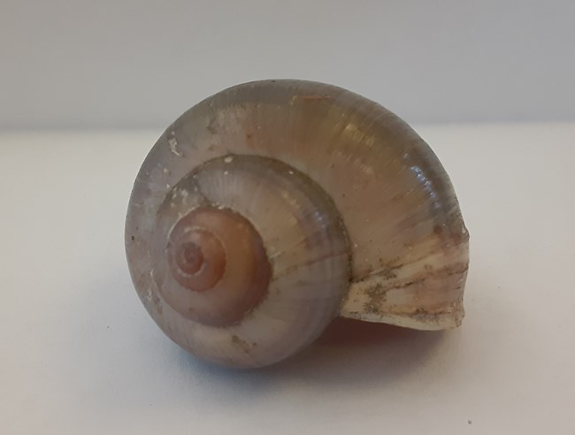 A brown, faintly striped Florida Apple Snail shell against a white background.