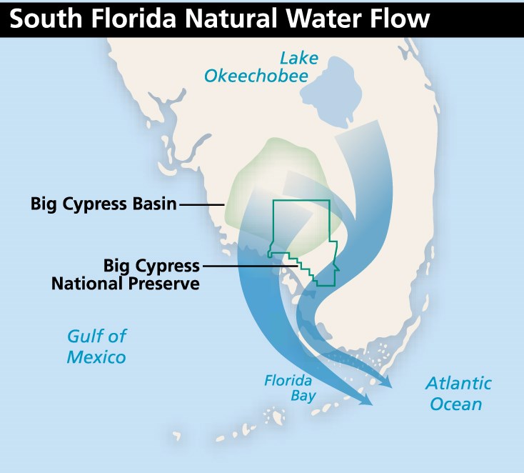 A graphic on a map of South Florida depicts water flow from two primary watersheds in the region that play a role in Big Cypress. The one that supports the preserve the most fills the northern half of the preserve and is labeled the Big Cypress Basin.