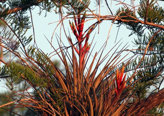 An airplant sends up a red flower stalk from the branches of a cypress tree.