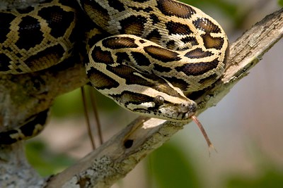 A view of the head of a Burmese python that is coiled around a tree branch.