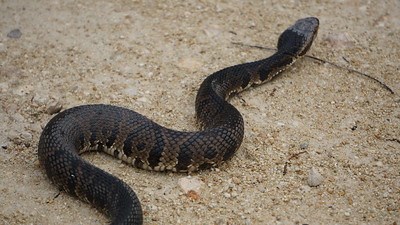A cottonmouth snake on sandy gravel