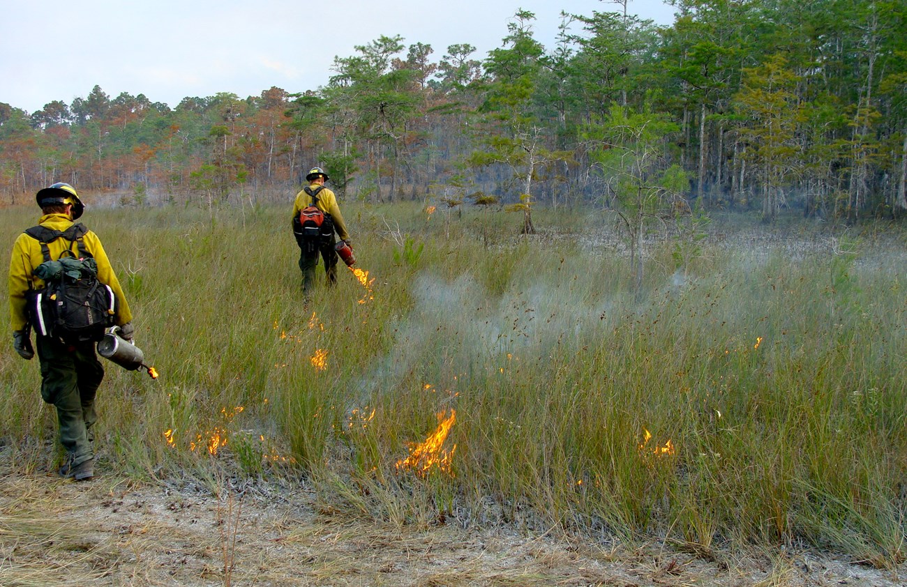 Firefighters starting a prescribed fire