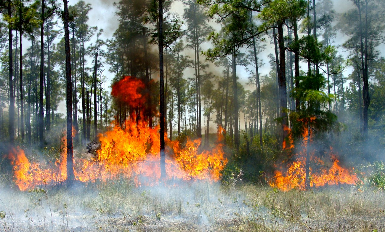 Fire burns in a line underneath tall pines. The foreground smokes.