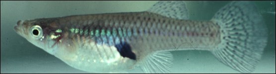 Silvery female Eastern Mosquitofish, Gambusia holbrooki
