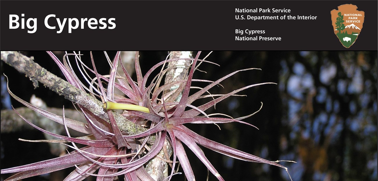 Purple airplants grow on a tree branch. The words, "Big Cypress," and the NPS arrowhead form a banner on the image.