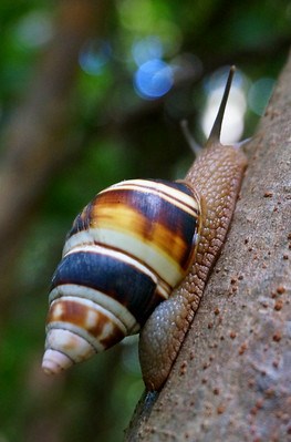 Florida Tree Snail with a black, white, and bronze-striped shell on a tree